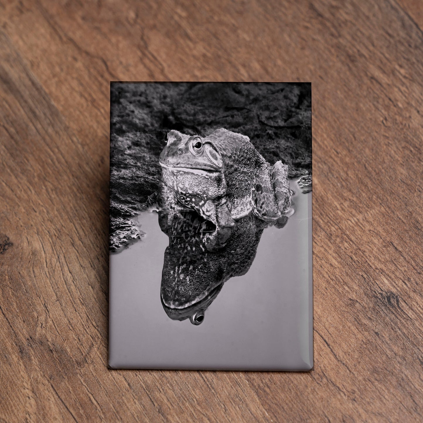 Frog Reflection Magnet – 2x3 Black & White Photo Art