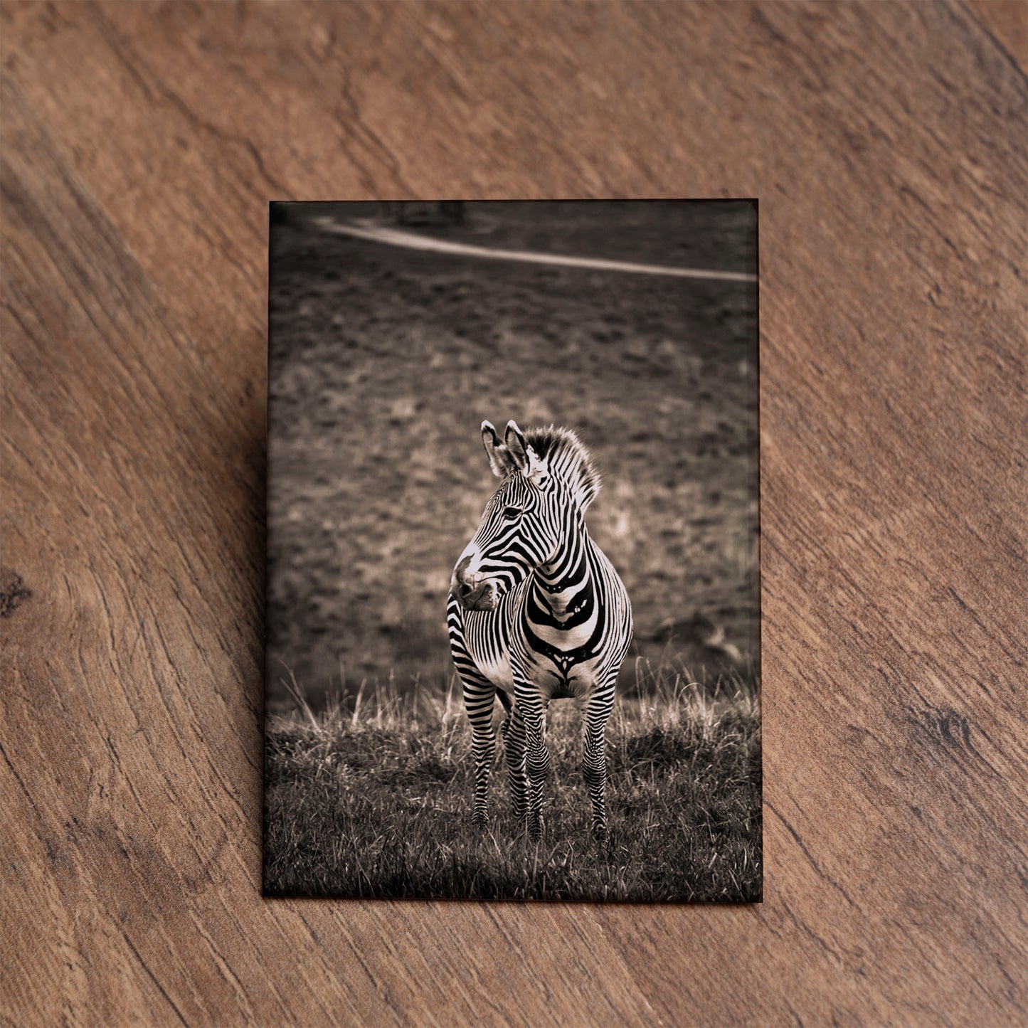 Zebra Magnet – 2x3 Wildlife Photo Magnetic Keepsake
