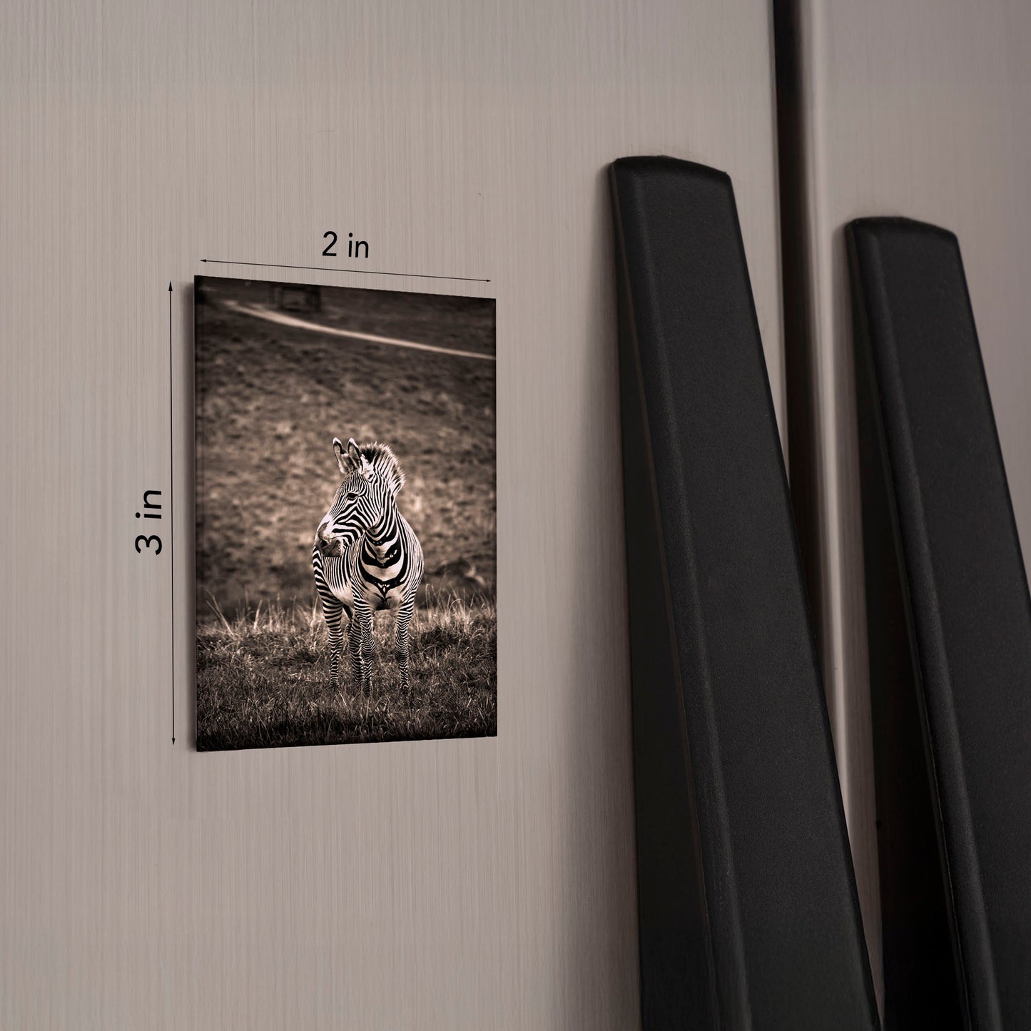 Zebra Magnet – 2x3 Wildlife Photo Magnetic Keepsake