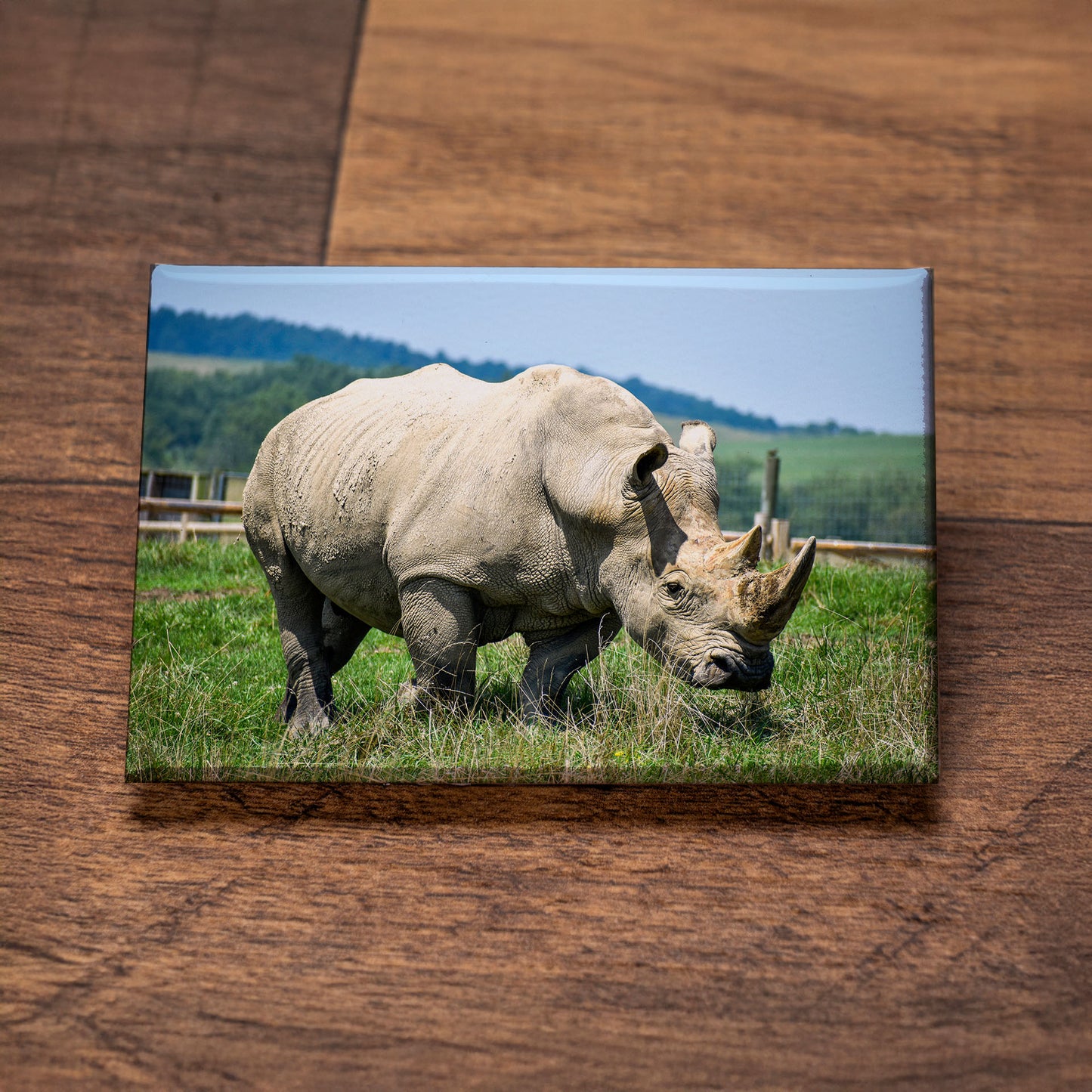 Rhino – Signature Fridge Magnet, Animal Quote Magnet, Gift for Friends, Coworkers, or Kids