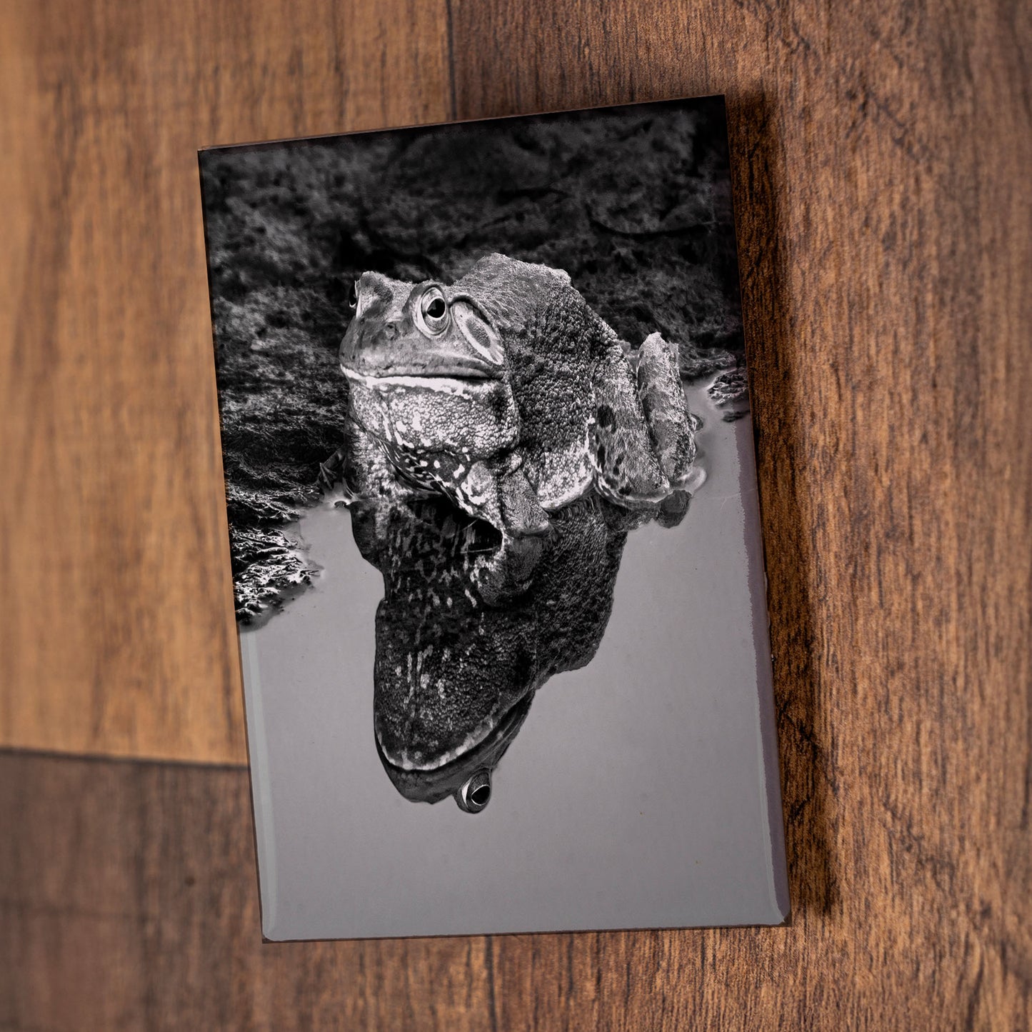 Black & White Frog Reflection – Signature Fridge Magnet, Nature Photography Magnet, Gift for Animal Lovers