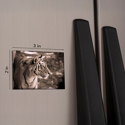Sepia Tiger Magnet – 3x2 Wildlife Photo Art