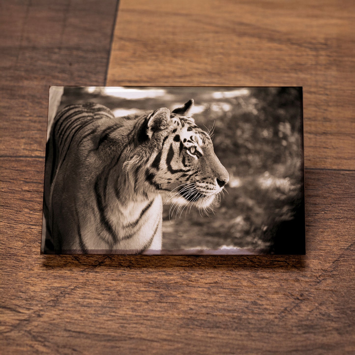 Sepia Tiger Magnet – 3x2 Wildlife Photo Art