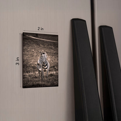 Zebra Magnet – 2x3 Wildlife Photo Magnetic Keepsake