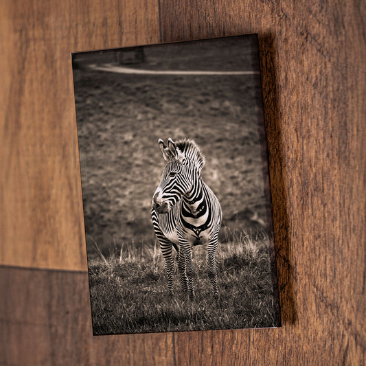 Zebra Sepia – Signature Fridge Magnet, Wildlife Photography Magnet, Gift for Animal Lovers
